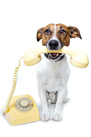Dog holding a telephone in his mouth. 