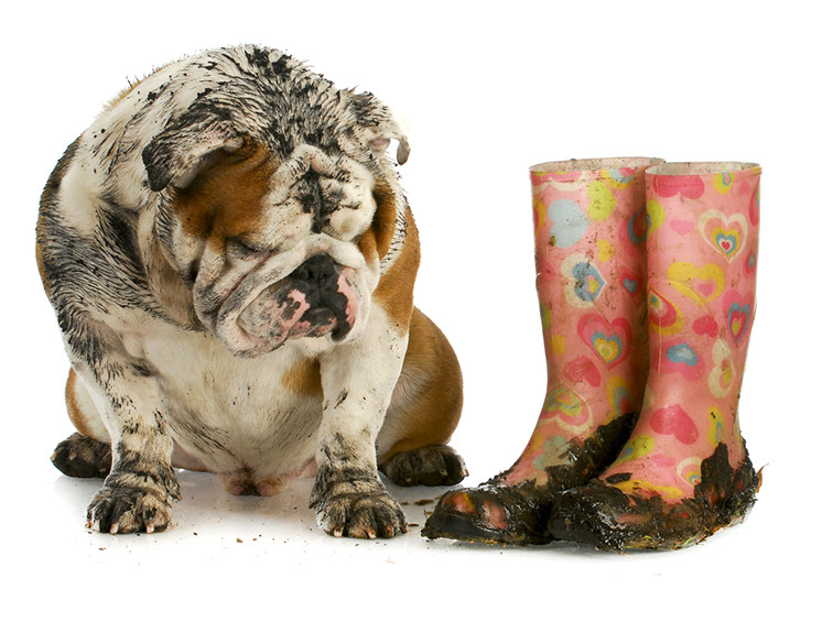 image of bulldog with muddy boots