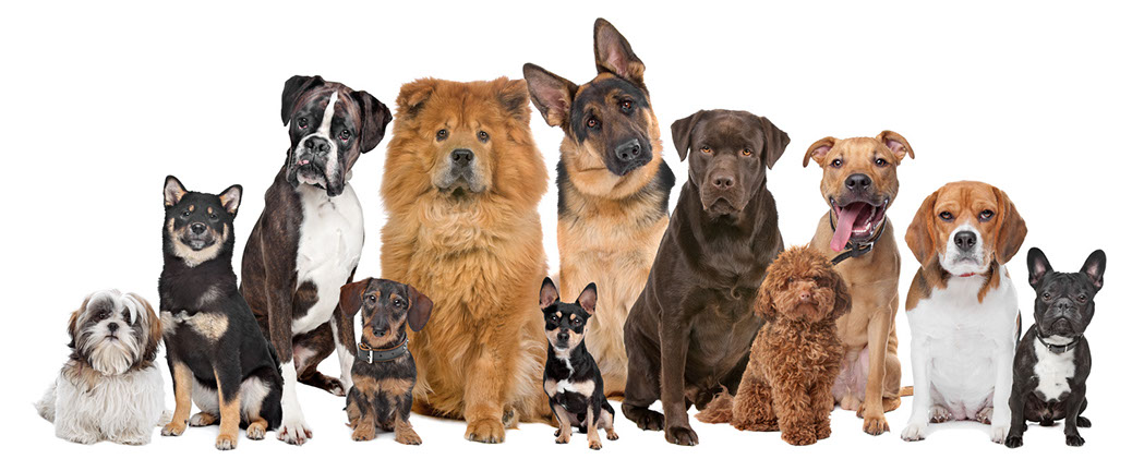 image of a group of dogs